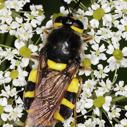 Stratiomys chamaeleon